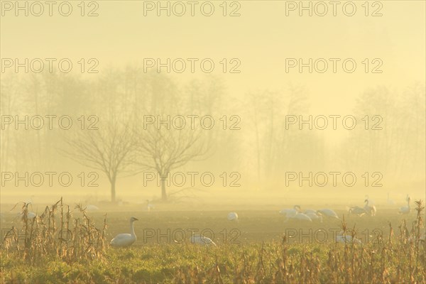 Trumpeter Swan