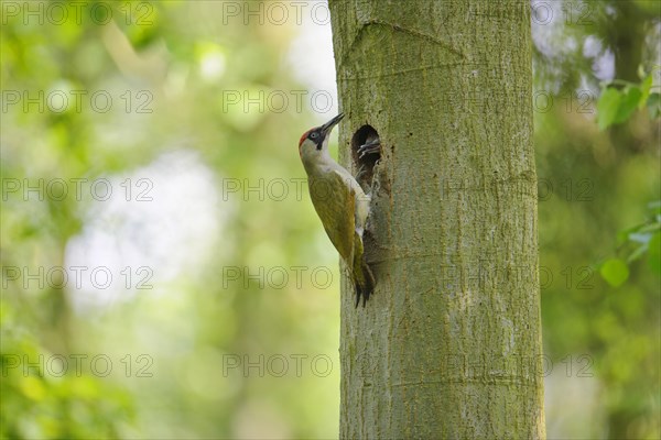 European Green Woodpecker