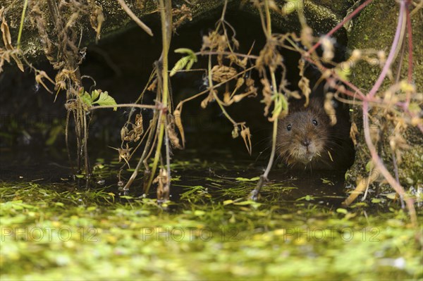 Eastern vole