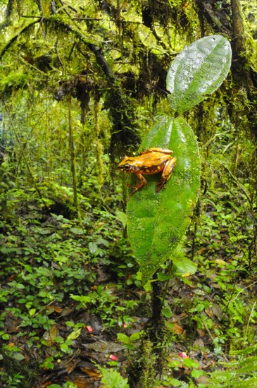 Brown reed frog