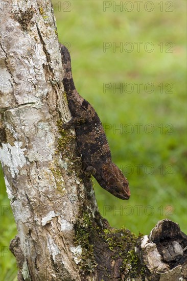 Short-horned chameleon