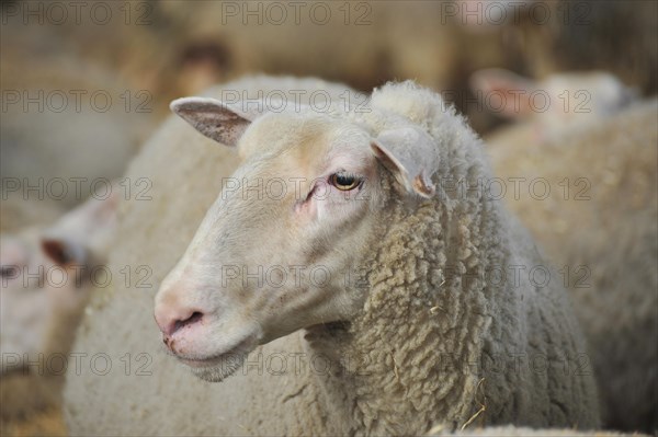 Domestic Sheep