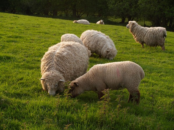 Domestic sheep