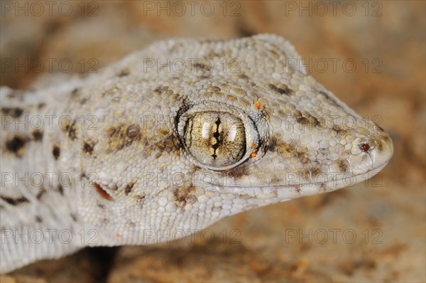 Tenerife geckos