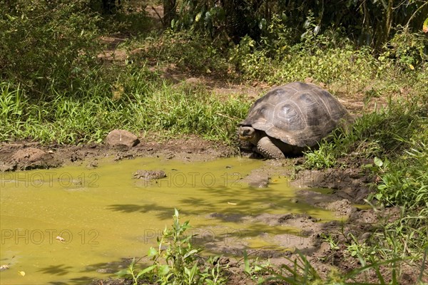 Testudo elephantopus porteri porteri porteri