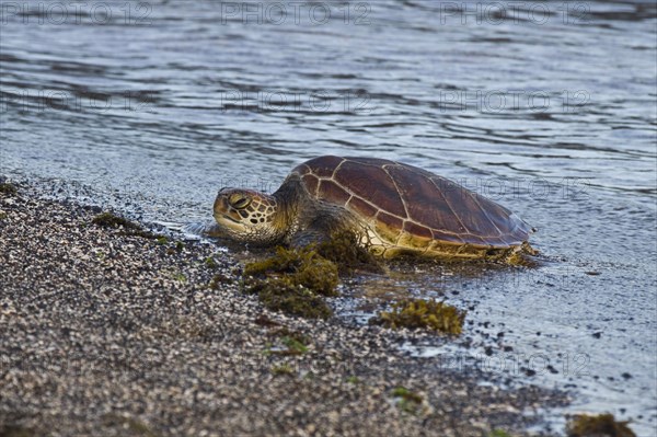 Chelonia mydas agassizi