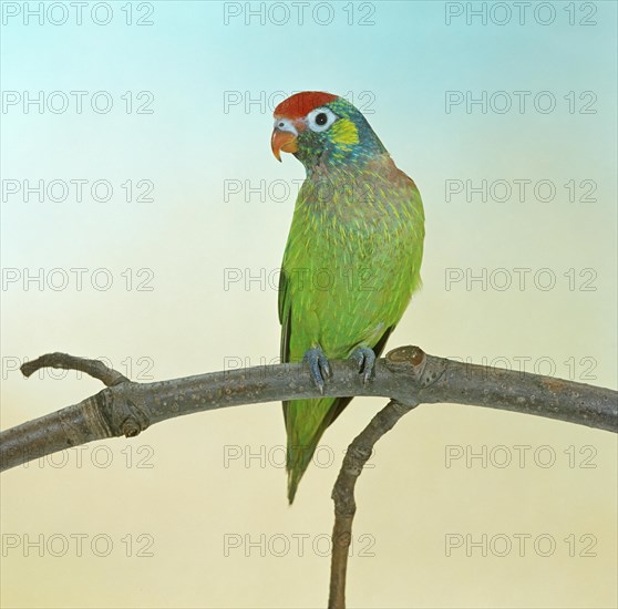 Variegated Lorikeet