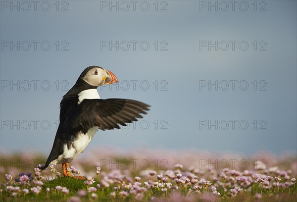 Atlantic Puffin