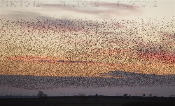 Common Starling