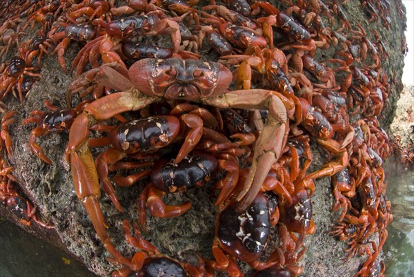 Christmas island red crab