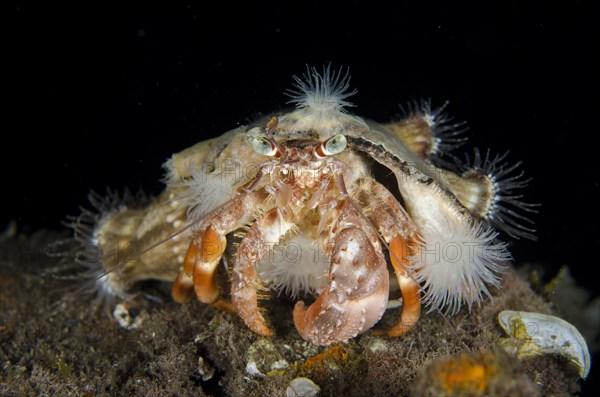 Anemone hermit crab