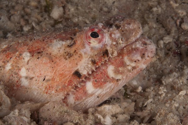 Snake Eel