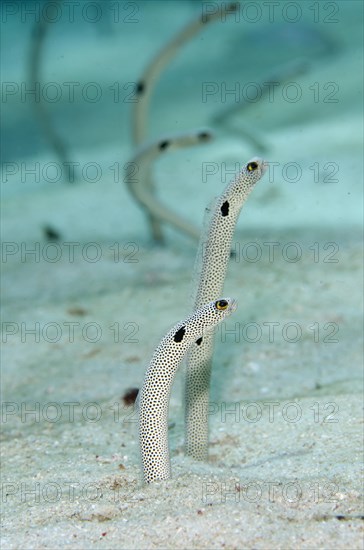 Spotted Garden Eel