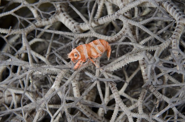 Basket star shrimp