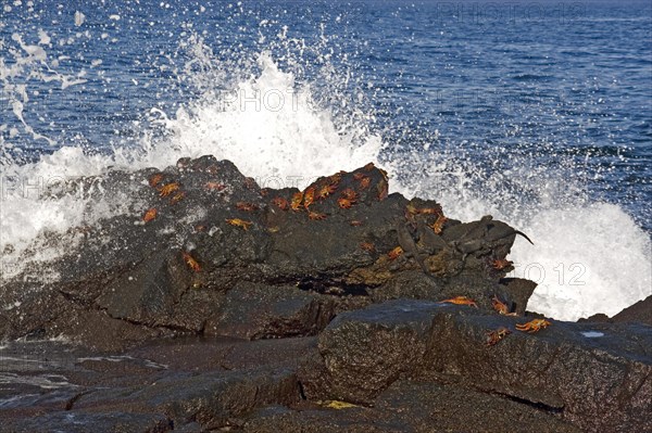 Red cliff crab