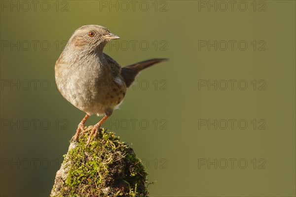 Dunnock