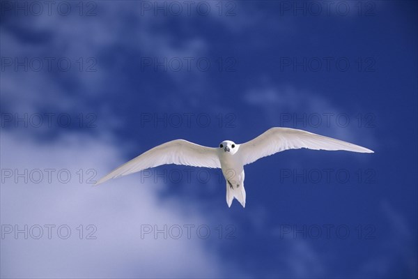 Fairy Tern