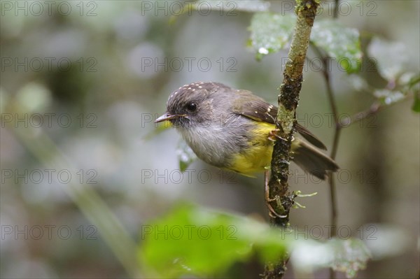 Yellow-bellied Flyrobin