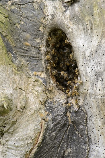 Swarm of honey bee