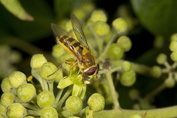 Large Hoverfly