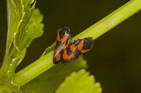 Red-and-black froghopper