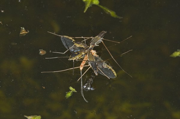 Common Pond Skater