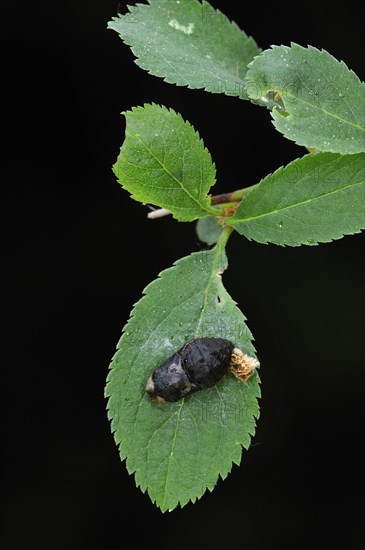 Plum Lacewing butterfly