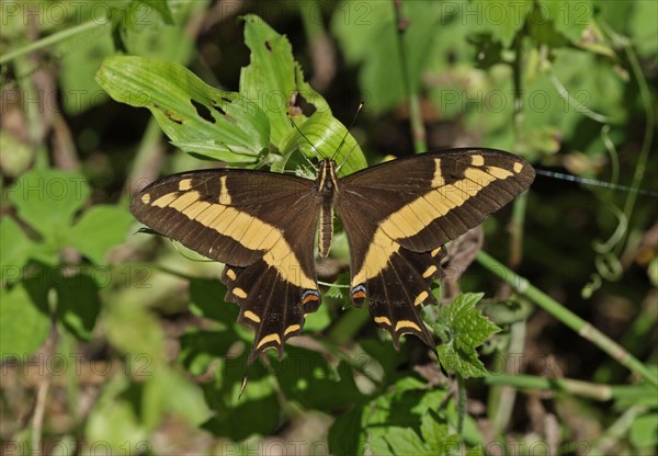 Bahaman Swallowtail