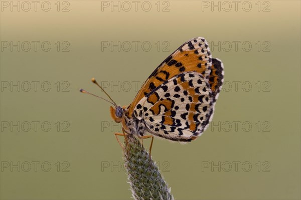 Red Fritillary