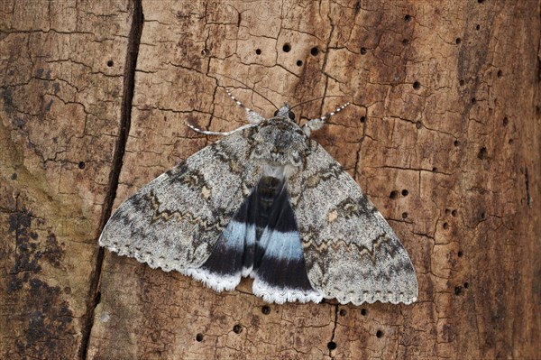 Blue underwing