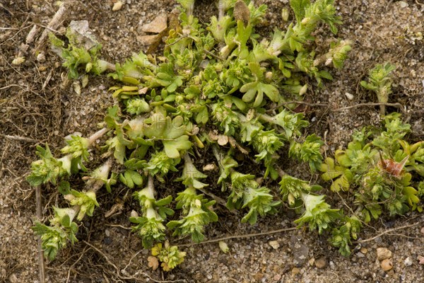 Parsley-piert