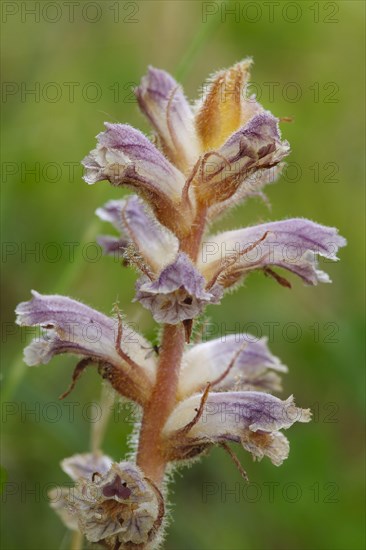 Common Broomrape