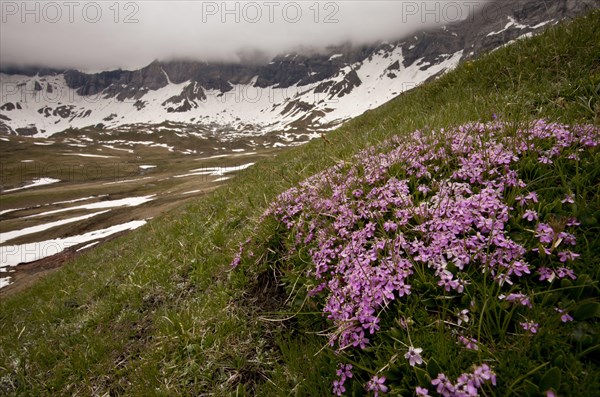 Moss Campion