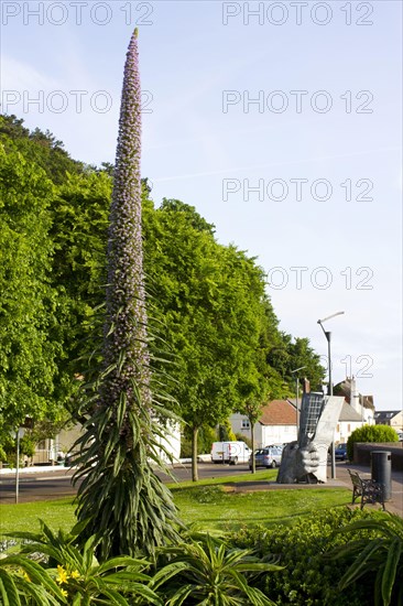 Flower spike of tree echium