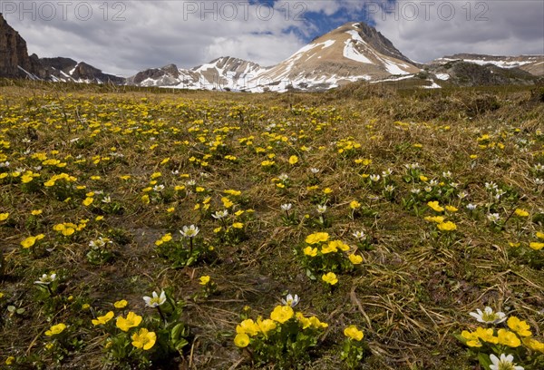 White Marsh Marigold