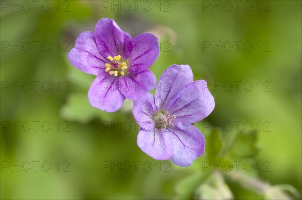 Magellan Geranium