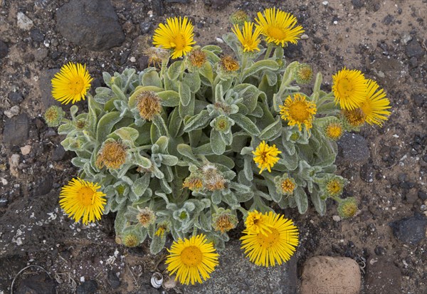 Canary fleabane