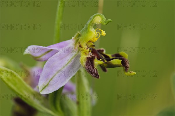 Bee Orchid