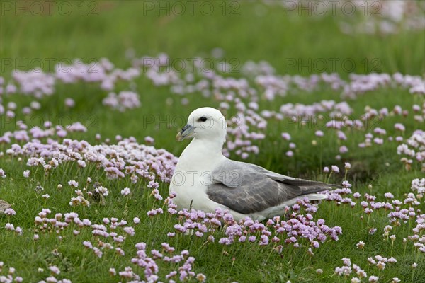 Northern Fulmar