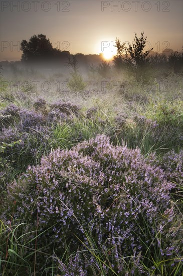 Common heather