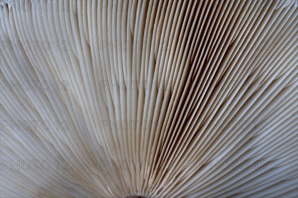 Shaggy shaggy parasol