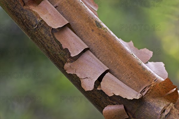 Paperbark paperbark maple