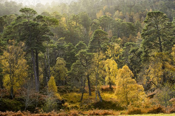 Forest habitat scots pine