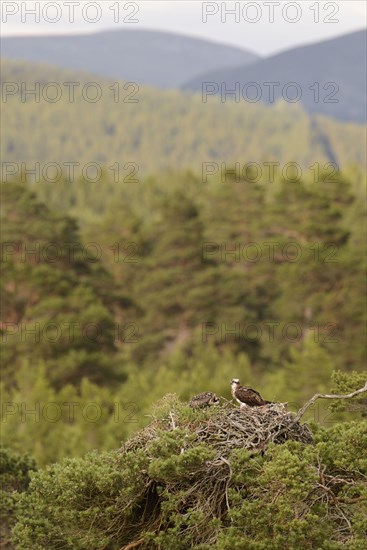 Osprey