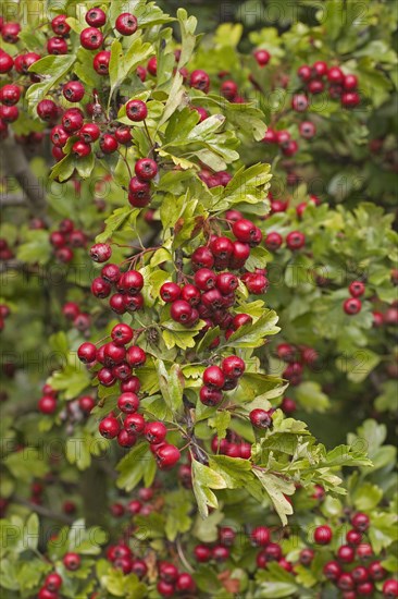 Common Hawthorn