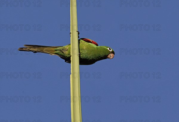 Adult Spanish parakeet