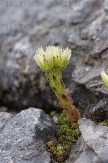 Jovibarba sobolifera