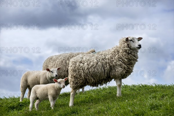 Texel sheep