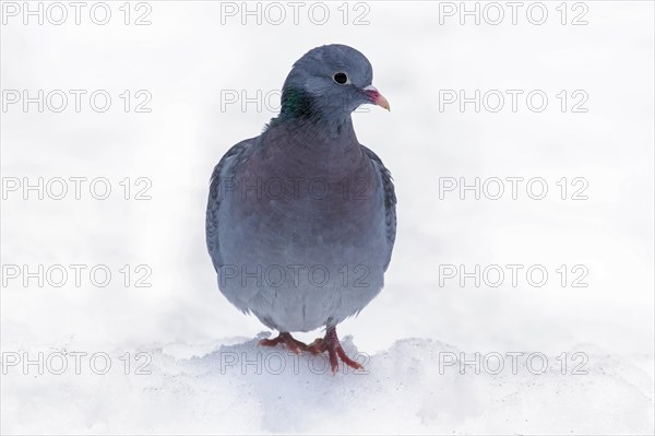 Stock dove