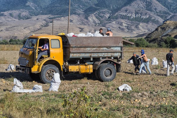 Harvesting and loading potatoes onto a truck